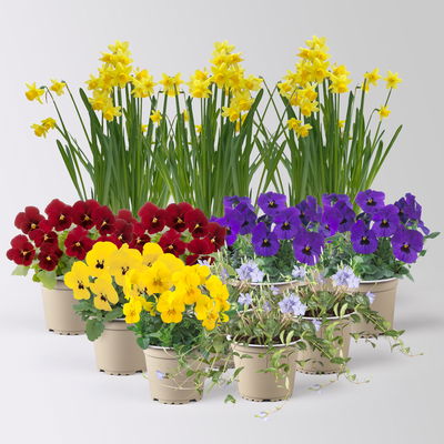 Grabbepflanzung Frühling bunt, 12 Pflanzen Grabbepflanzung Frühling bunt, 12 Pflanzen