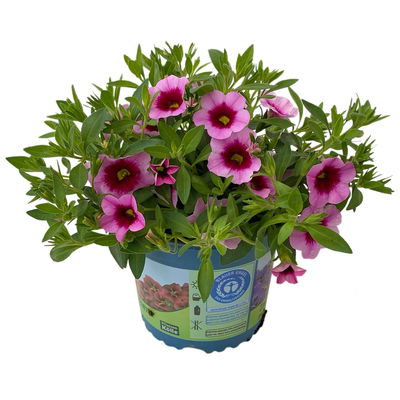 Zauberglöckchen 'Aloha Kona Tiki Pink' rosa-pink, Topf-Ø 13 cm, 6 Pflanzen