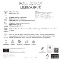 Tulpenmischung, Kollektion 'Liebesgruß', 20 Blumenzwiebeln
