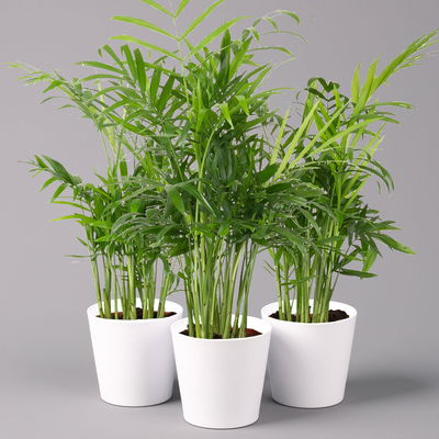 Bergpalme mit Keramiktopf Dallas weiß, Topf-Ø 12 cm, Höhe ca. 30 cm, 3er-Set Bergpalme mit Keramiktopf Dallas weiß, Topf-Ø 12 cm, Höhe ca. 30 cm, 3er-Set
