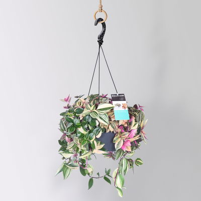 Dreimasterblume 'Rainbow Hill', Ampeltopf-Ø 18 cm, Höhe ca. 40 cm