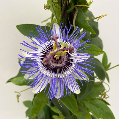 Passionsblume, blau-weiß, Pyramide, Topf-Ø 17 cm, Höhe ca. 60 cm