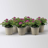 Geranie 'Angel® Nina®', rosa-bordeaux, Topf-Ø 12cm, 6 Pflanzen