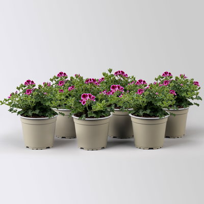Geranie 'Angel® Nina®', rosa-bordeaux, Topf-Ø 12cm, 6 Pflanzen