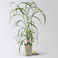 Bio Chinaschilf 'Rosi' rosa, Topf 5 Liter