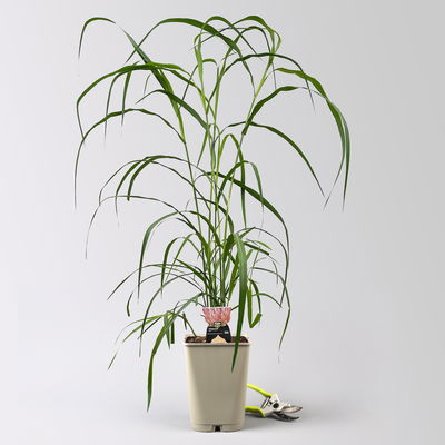 Bio Chinaschilf 'Rosi' rosa, Topf 5 Liter Bio Chinaschilf 'Rosi' rosa, Topf 5 Liter