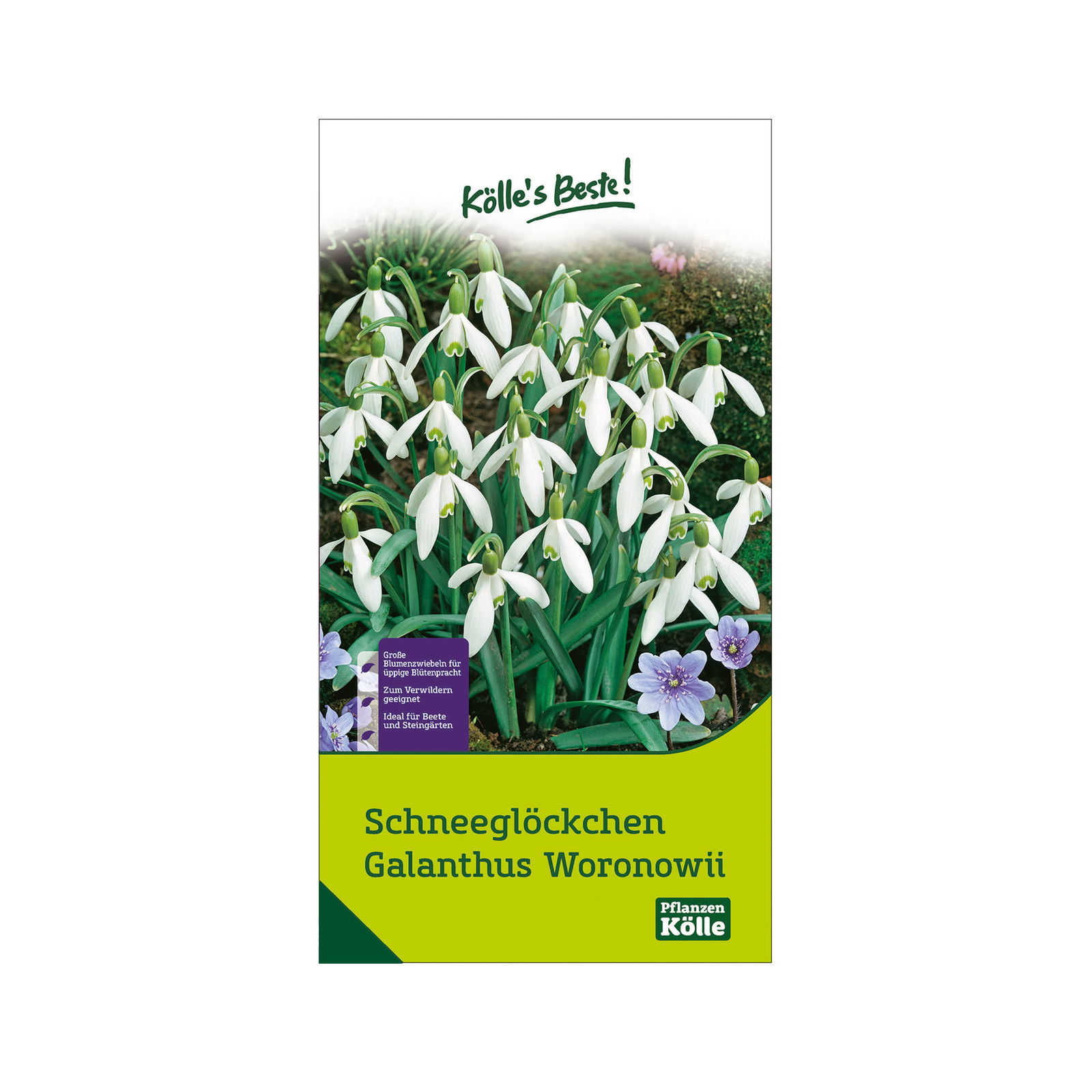 Schneeglöckchen, Galanthus Woronowii, 50 Blumenzwiebeln