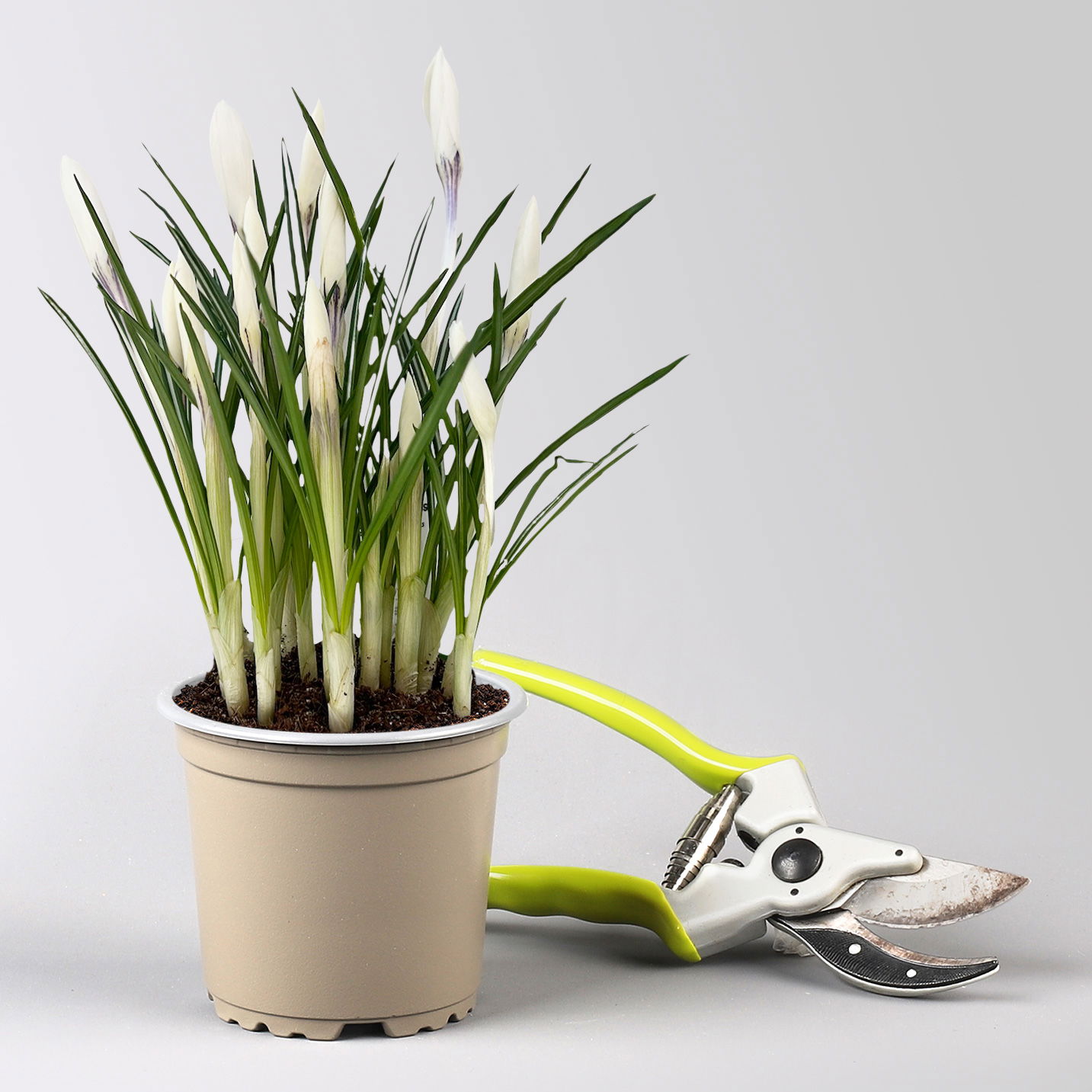 Krokus 'Jeanne d'Arc', weiß, vorgetrieben, Topf-Ø 10,5 cm, 6 Pflanzen Krokus 'Jeanne d'Arc', weiß, vorgetrieben, Topf-Ø 10,5 cm, 6 Pflanzen