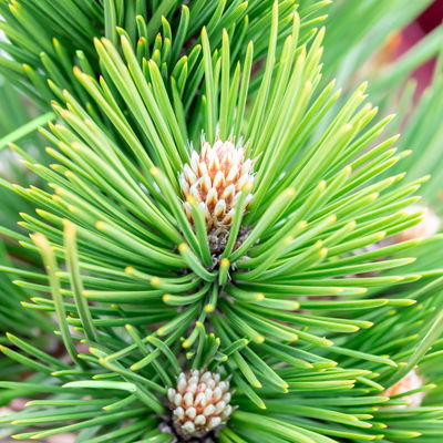 Kompakte Schlangenhaut-Kiefer 'Den Ouden', Höhe 30-40 cm, Topf 4 Liter, 2er-Set