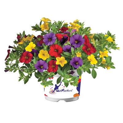 Zauberglöckchen 'Trio', Mischung zufällig, Topf-Ø 12 cm, 6 Pflanzen Zauberglöckchen 'Trio', Mischung zufällig, Topf-Ø 12 cm, 6 Pflanzen