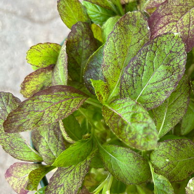 Kölle Bio Asia-Salat 'Garnet Giant', Topf-Ø 12 cm Kölle Bio Asia-Salat 'Garnet Giant', Topf-Ø 12 cm