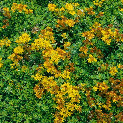 Gold-Fetthenne 'Weihenstephaner Gold', gelb, Topf 3 Liter