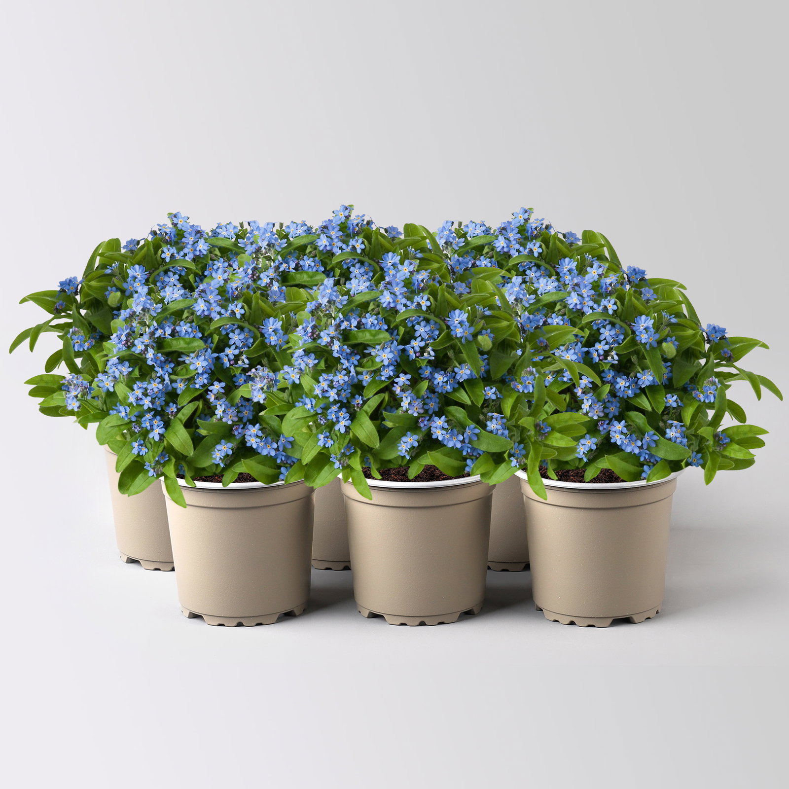 Vergissmeinnicht, blau, Topf-Ø 10,5 cm, 6 Pflanzen