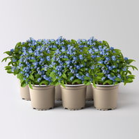 Vergissmeinnicht, blau, Topf-Ø 10,5 cm, 6 Pflanzen