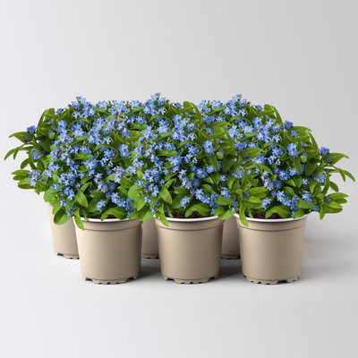 Vergissmeinnicht, blau, Topf-Ø 10,5 cm, 6 Pflanzen