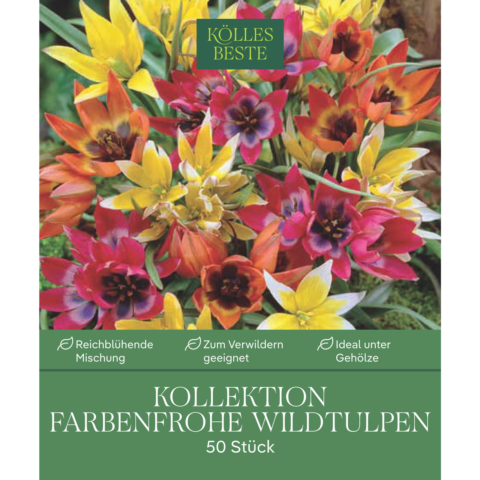 Wildtulpen-Mischung, bunt, 50 Blumenzwiebeln