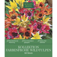 Wildtulpen-Mischung, bunt, 50 Blumenzwiebeln Wildtulpen-Mischung, bunt, 50 Blumenzwiebeln