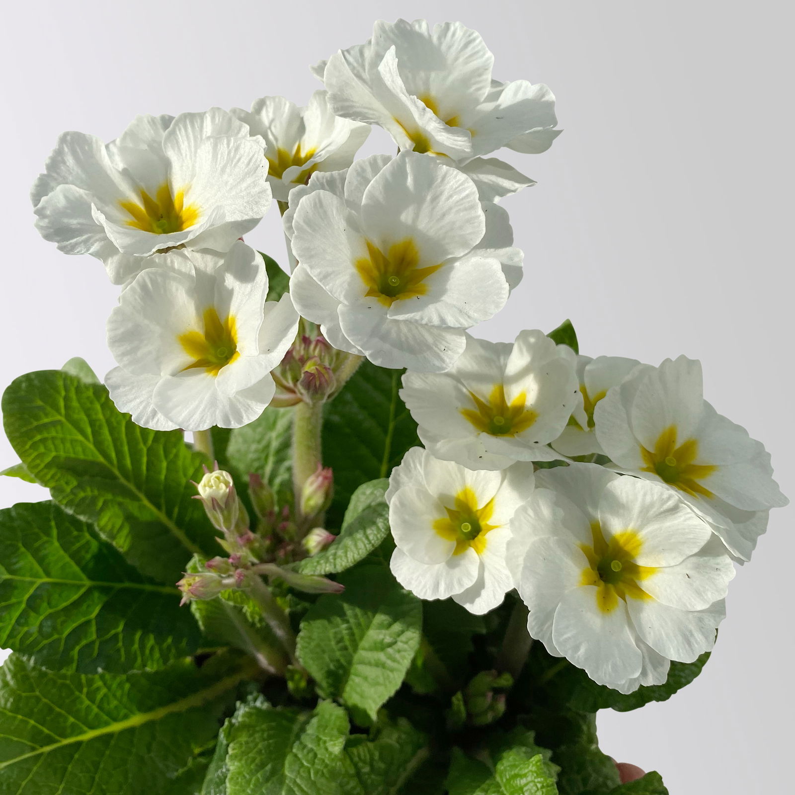 Hohe Schlüsselblume 'Inara® White', weiß, Topf-Ø 13 cm, 6 Pflanzen Hohe Schlüsselblume 'Inara® White', weiß, Topf-Ø 13 cm, 6 Pflanzen