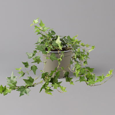 Efeu, grün, Topf-Ø 12/13 cm, 3 Pflanzen Efeu, grün, Topf-Ø 12/13 cm, 3 Pflanzen