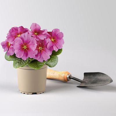 Primel 'Raesberry', Farben zufällig, mit rotem Auge Topf-Ø 11 cm, 8 Pflanzen Primel 'Raesberry', Farben zufällig, mit rotem Auge Topf-Ø 11 cm, 8 Pflanzen