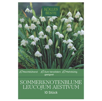 Aprilbecher Leucojum aestivum, weiß, Größe 10/12, 10 Blumenzwiebeln
