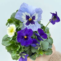 Frühlingmix, blau, Topf-Ø 13 cm, 6 Pflanzen