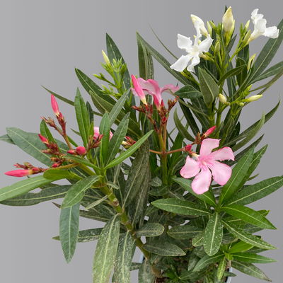 Oleander 'Trio', bunt, Topf-Ø 15 cm, Höhe ca. 40 cm 2 Pflanzen Oleander 'Trio', bunt, Topf-Ø 15 cm, Höhe ca. 40 cm 2 Pflanzen