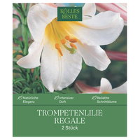 Kölles Beste Trompetenlilie Regale, weiß, 2 Blumenknollen