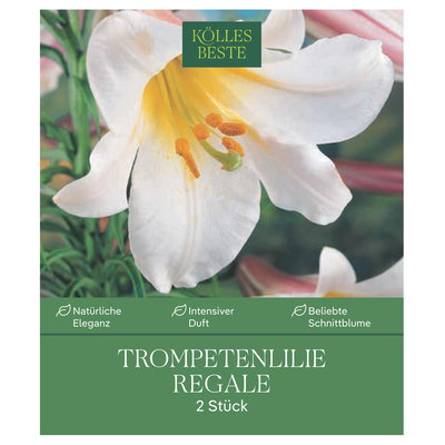 Kölles Beste Trompetenlilie Regale, weiß, 2 Blumenknollen