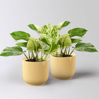 Efeutute 'Marble Queen', Topf-Ø 12 cm, inkl. Übertopf Vibes gelb, 2 Pflanzen