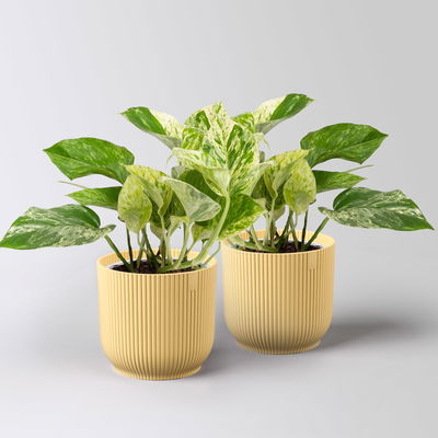 Efeutute 'Marble Queen', Topf-Ø 12 cm, inkl. Übertopf Vibes gelb, 2 Pflanzen