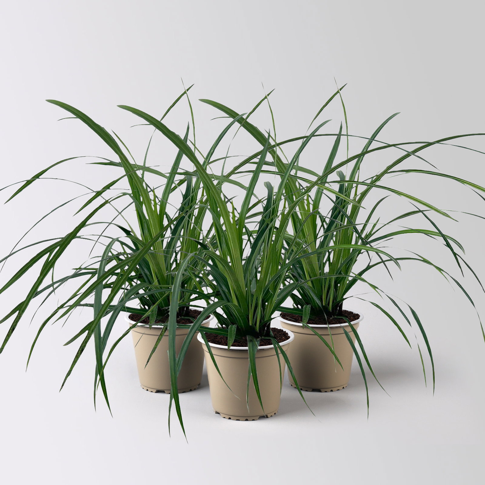 Bio Japansegge 'Irish Green', Topf-Ø 12 cm, 3 Pflanzen