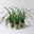 Bio Japansegge 'Irish Green', Topf-Ø 12 cm, 3 Pflanzen