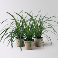 Bio Japansegge 'Irish Green', Topf-Ø 12 cm, 3 Pflanzen
