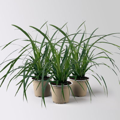 Bio Japansegge 'Irish Green', Topf-Ø 12 cm, 3 Pflanzen