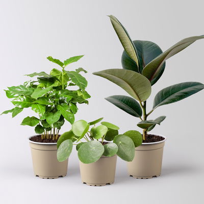 Grünpflanzenkreation Grünpflanzenkreation