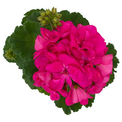 Geranie pink, halbhängend, Topf-Ø 13 cm, 6 Stück Geranie pink, halbhängend, Topf-Ø 13 cm, 6 Stück