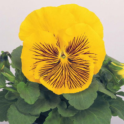 Stiefmütterchen Cats®, gelb, Topf-Ø 13 cm, 6 Pflanzen