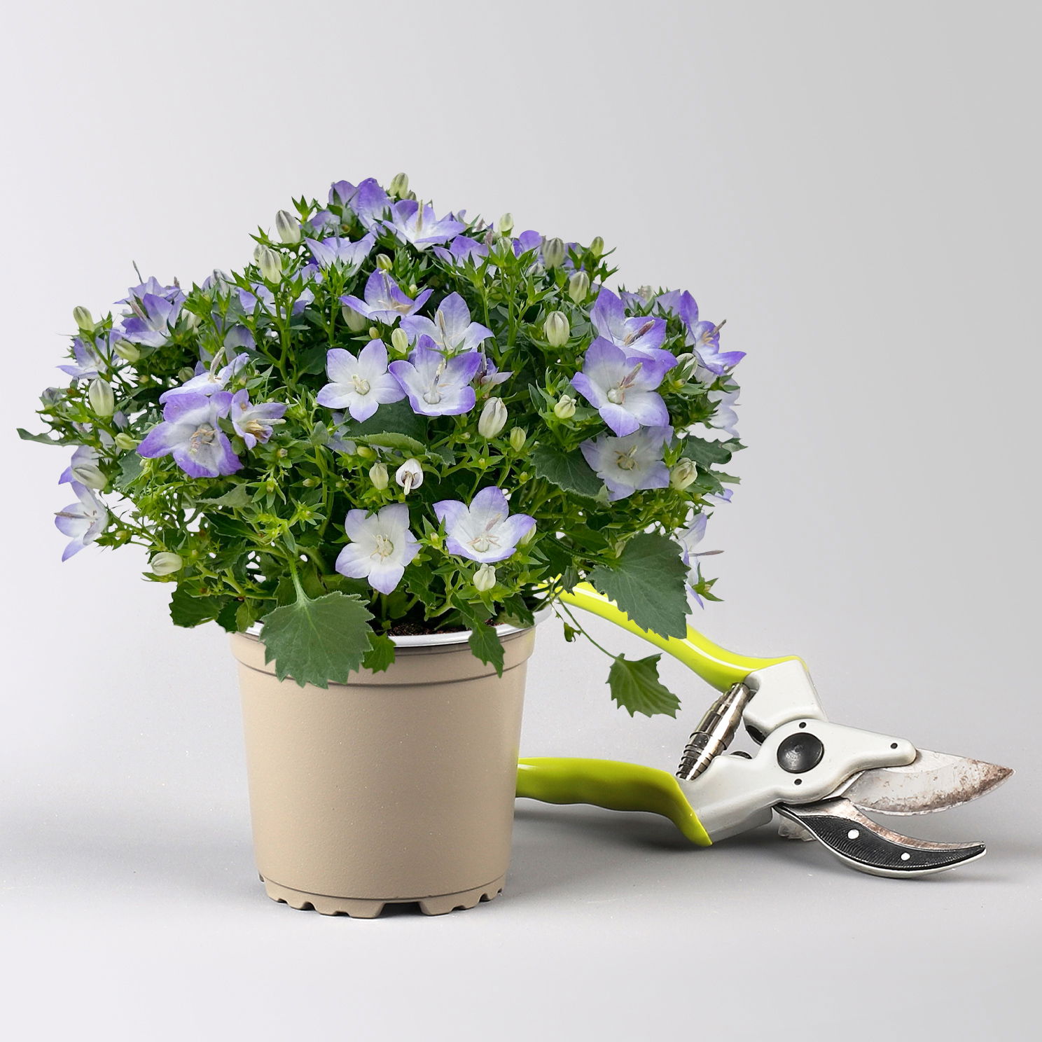 Glockenblume 'Fancy Mee'®, weiß-lilablau, Topf-Ø 10,5 cm, 6 Pflanzen