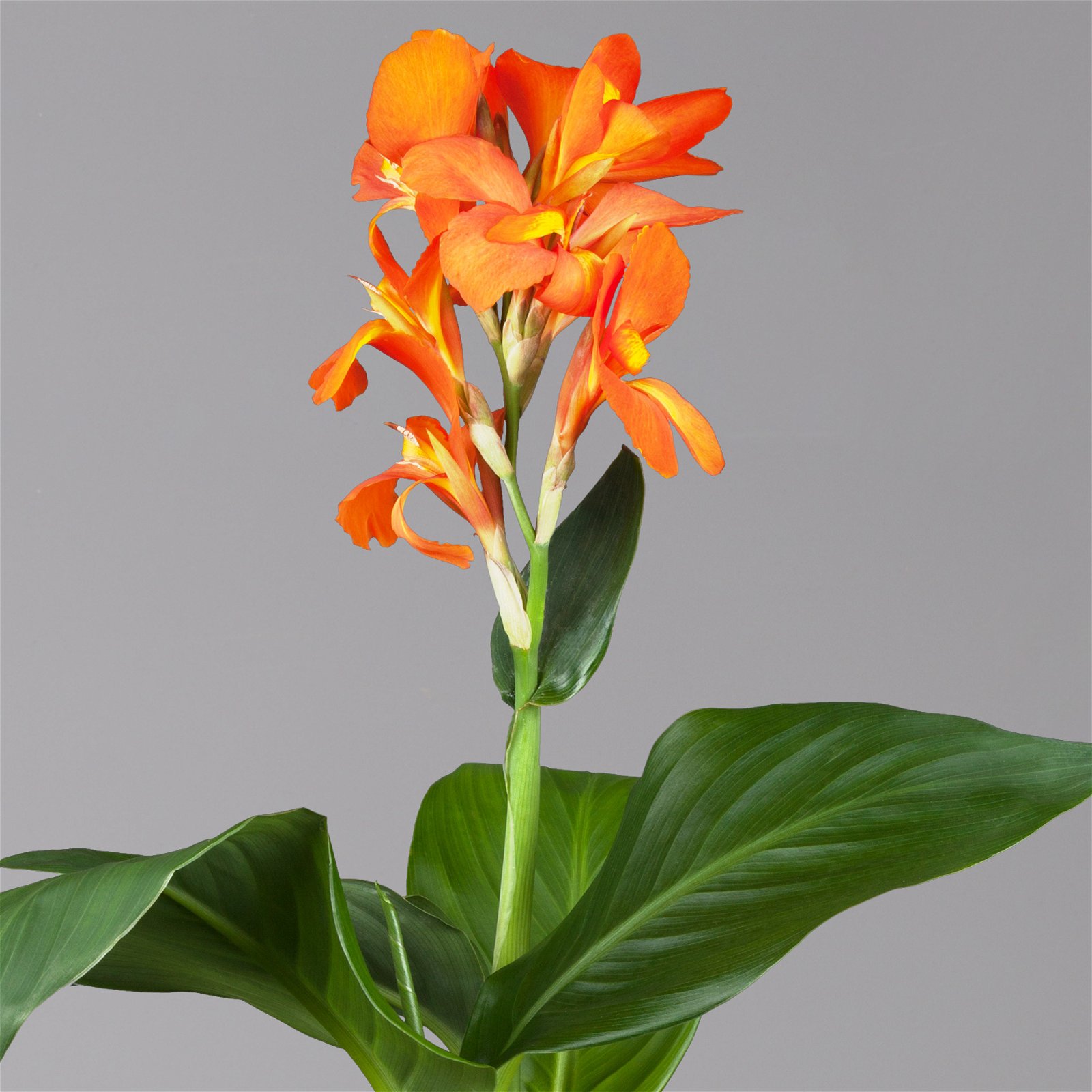 Canna 'Cannova® Orange', orange, Topf-Ø 17 cm