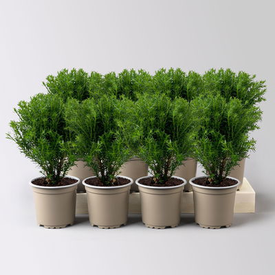 Kuschel-Lebensbaum 'Teddy', Topf-Ø 9 cm, 8 Pflanzen