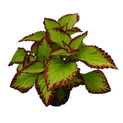 Buntnessel 'Velvet', hellgrün-dunkelrot, Topf-Ø 12 cm, 6 Pflanzen