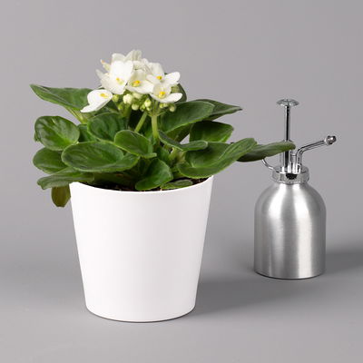 Usambaraveilchen in Keramiktopf Dallas weiß, weiß, Topf-Ø 12 cm, 3er-Set Usambaraveilchen in Keramiktopf Dallas weiß, weiß, Topf-Ø 12 cm, 3er-Set