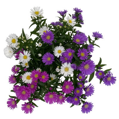 Aster novi-belgii 'Trio', 3er-Set, weiß-rosa-blau, Topf 12/13 cm Ø