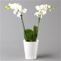 Schmetterlingsorchidee, inkl. Keramiktopf, weiß, Topf-Ø 12 cm, Höhe ca. 50 cm