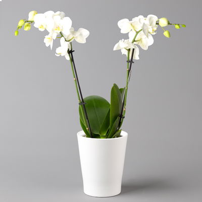 Schmetterlingsorchidee, inkl. Keramiktopf, weiß, Topf-Ø 12 cm, Höhe ca. 50 cm Schmetterlingsorchidee, inkl. Keramiktopf, weiß, Topf-Ø 12 cm, Höhe ca. 50 cm