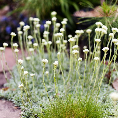 Katzenpfötchen, weiß, Topf-Ø 13 cm, 6er-Set