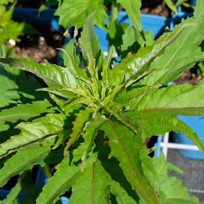 Staudenhibiskus 'My Valentine' rot, Topf 5 Liter