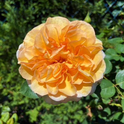 Stammrose 'Kölle's Duftsommer'®, Edelrose, Stammhöhe 60 cm, Topf 7,5 Liter Stammrose 'Kölle's Duftsommer'®, Edelrose, Stammhöhe 60 cm, Topf 7,5 Liter
