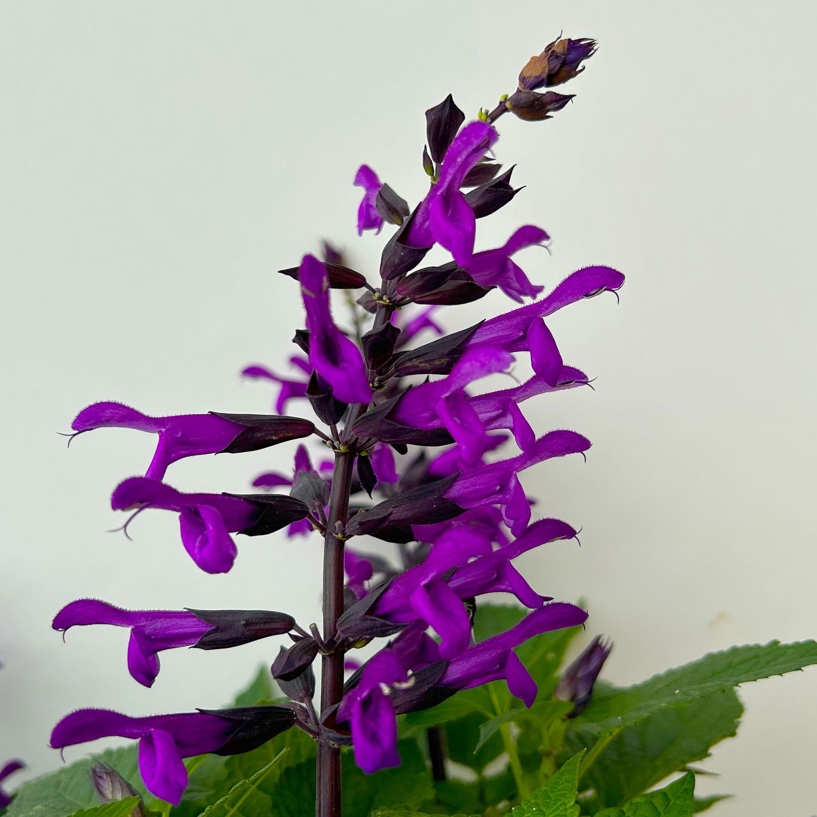 Ziersalbei purpurlila, Topf-Ø 21 cm, Höhe ca. 40 cm